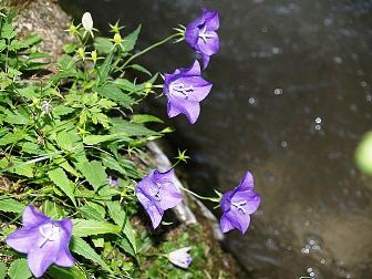 Natur in Rumänien und den Karpaten