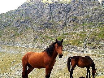 Natur in Rumänien und den Karpaten